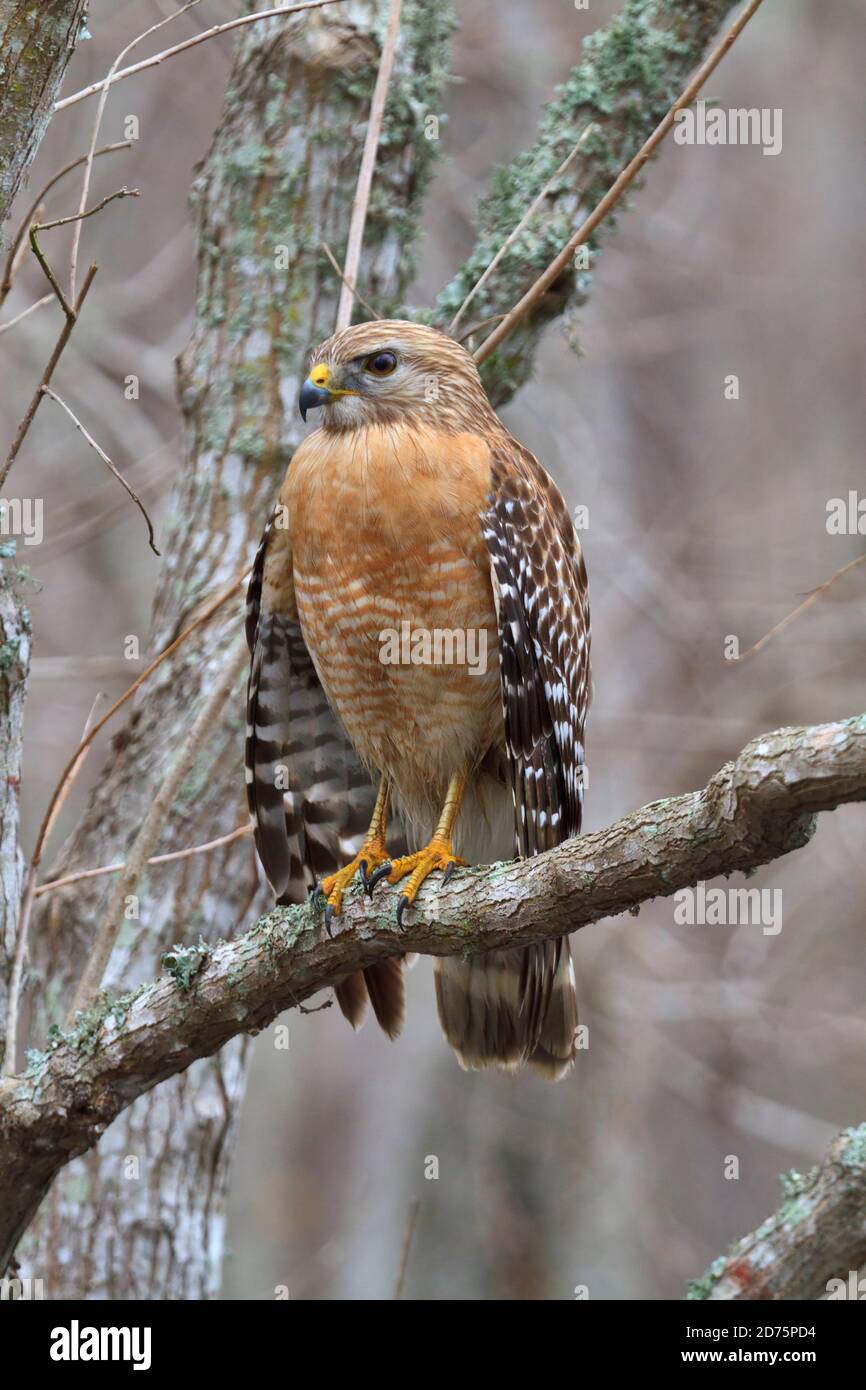 Red-shouldered Hawk, Buteo lineatus im Januar im Brazos Bend State Park, Texas Stockfoto