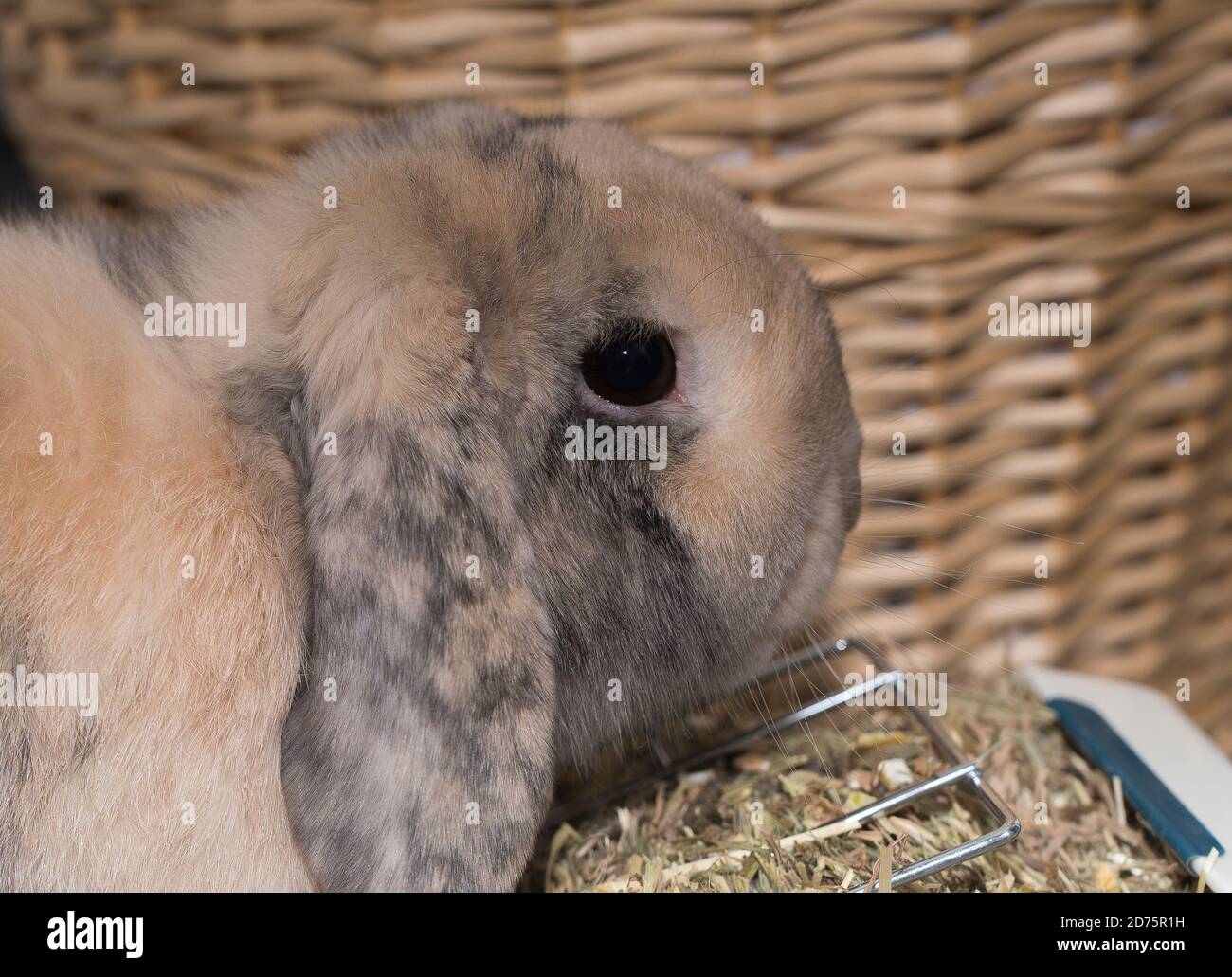 KANINCHEN ESSEN SEHR RUHIG ZU HAUSE Stockfoto