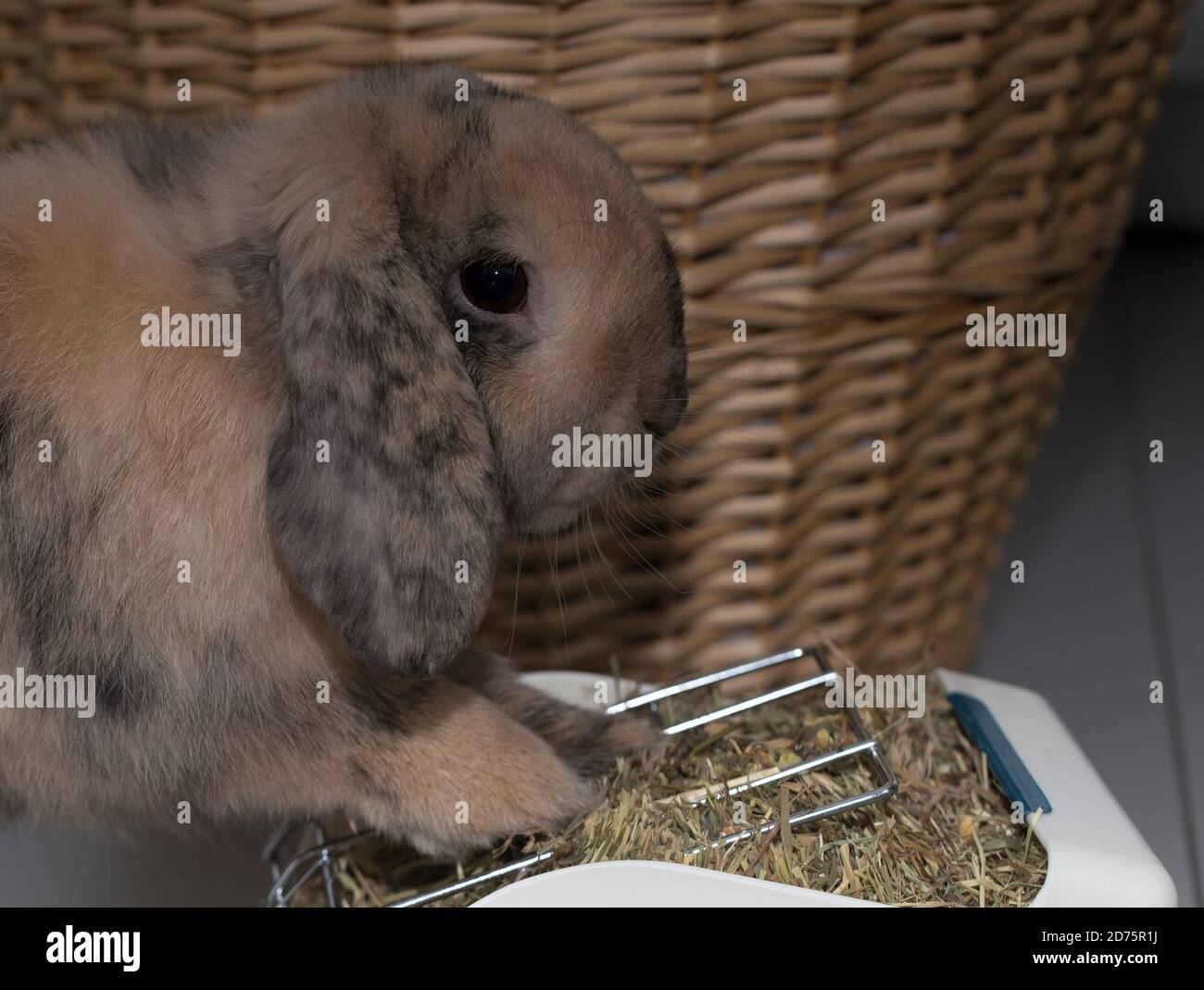 KANINCHEN ESSEN SEHR RUHIG ZU HAUSE Stockfoto