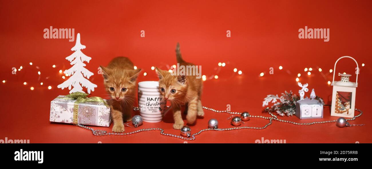 Weihnachtskätzchen. Zwei Rothaarige Kätzchen auf rotem Weihnachtshintergrund von Girlande Licht, Geschenke, Weihnachtsbäume, Weihnachtsbaum Dekorationen. Stockfoto