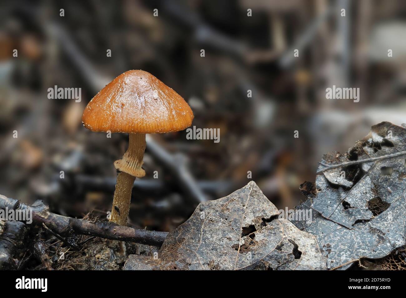 Die Meottomyces dissimulans ist ein ungenießbarer Pilz, gestapeltes Makrofoto Stockfoto