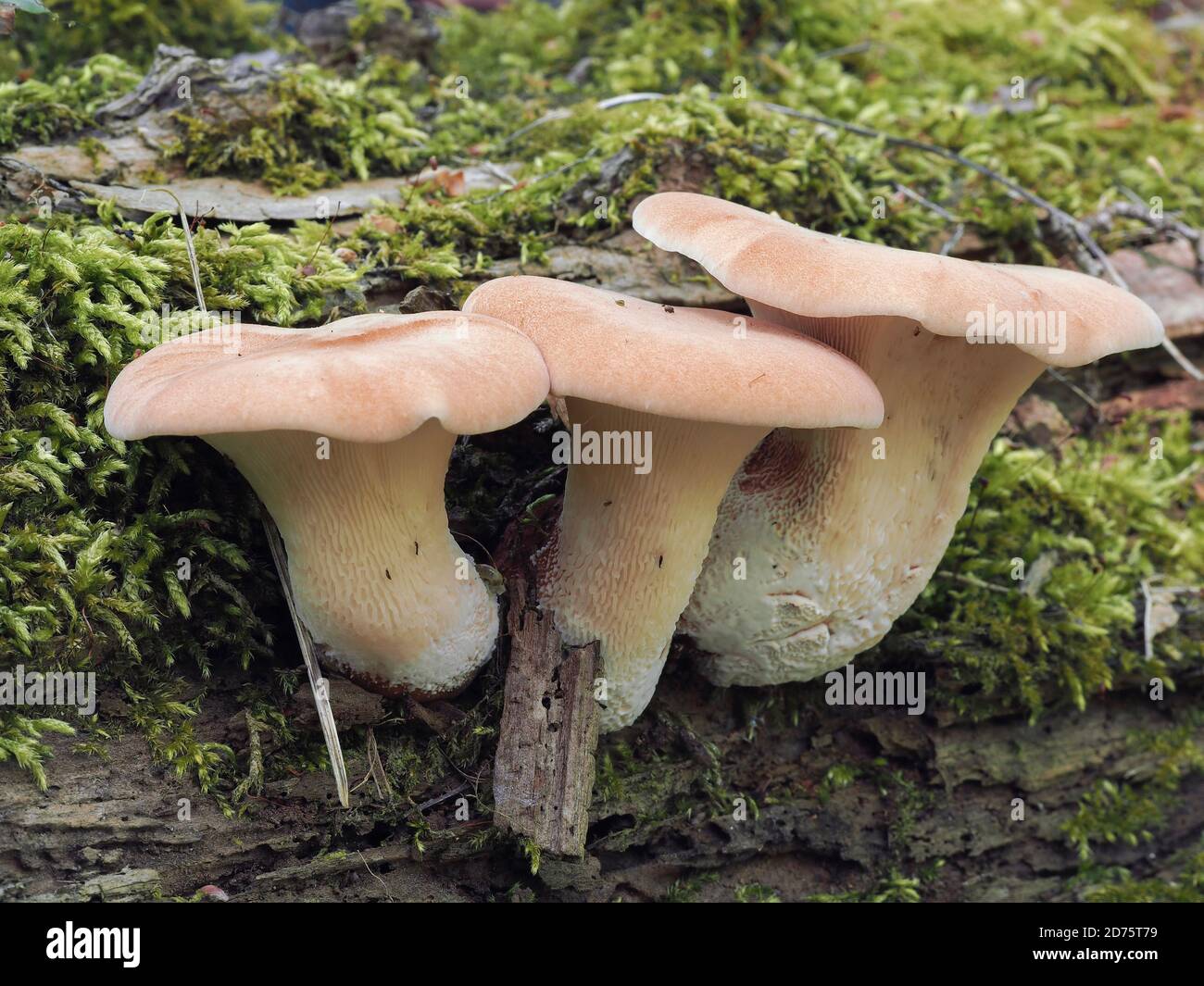 Der Neolentinus cyathiformis ist ein ungenießbarer Pilz, gestapeltes Makrofoto Stockfoto