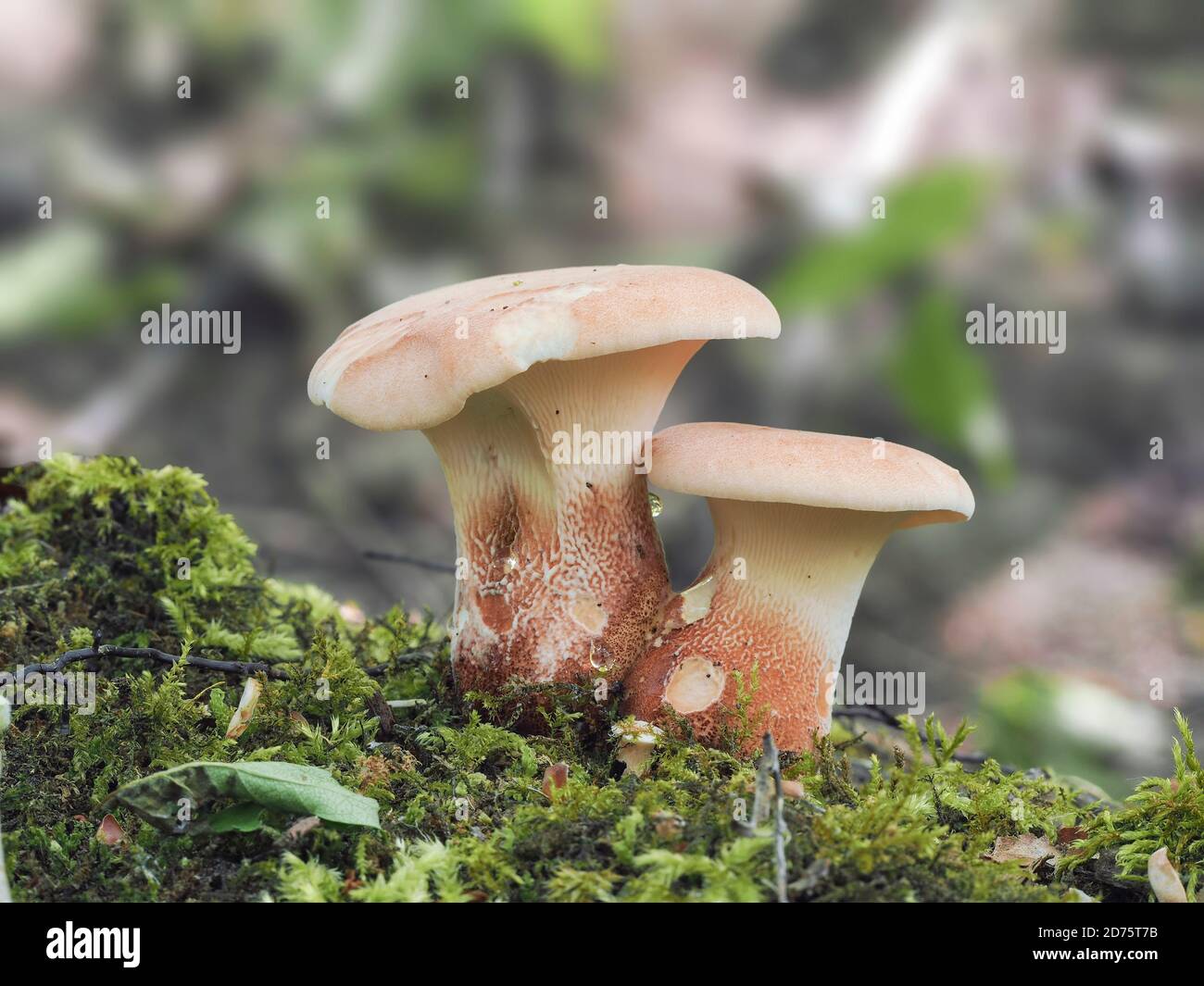 Der Neolentinus cyathiformis ist ein ungenießbarer Pilz, gestapeltes Makrofoto Stockfoto