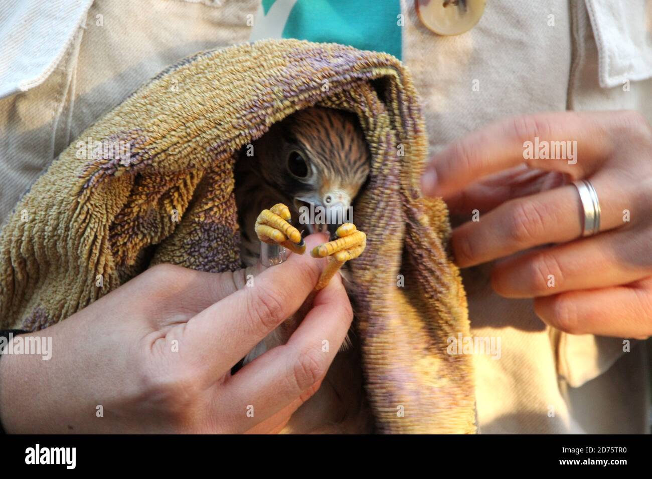 Nahaufnahme einer Hand, die einen verletzten niedlichen Falken hält kestrel Vogel in ein Handtuch gewickelt Stockfoto