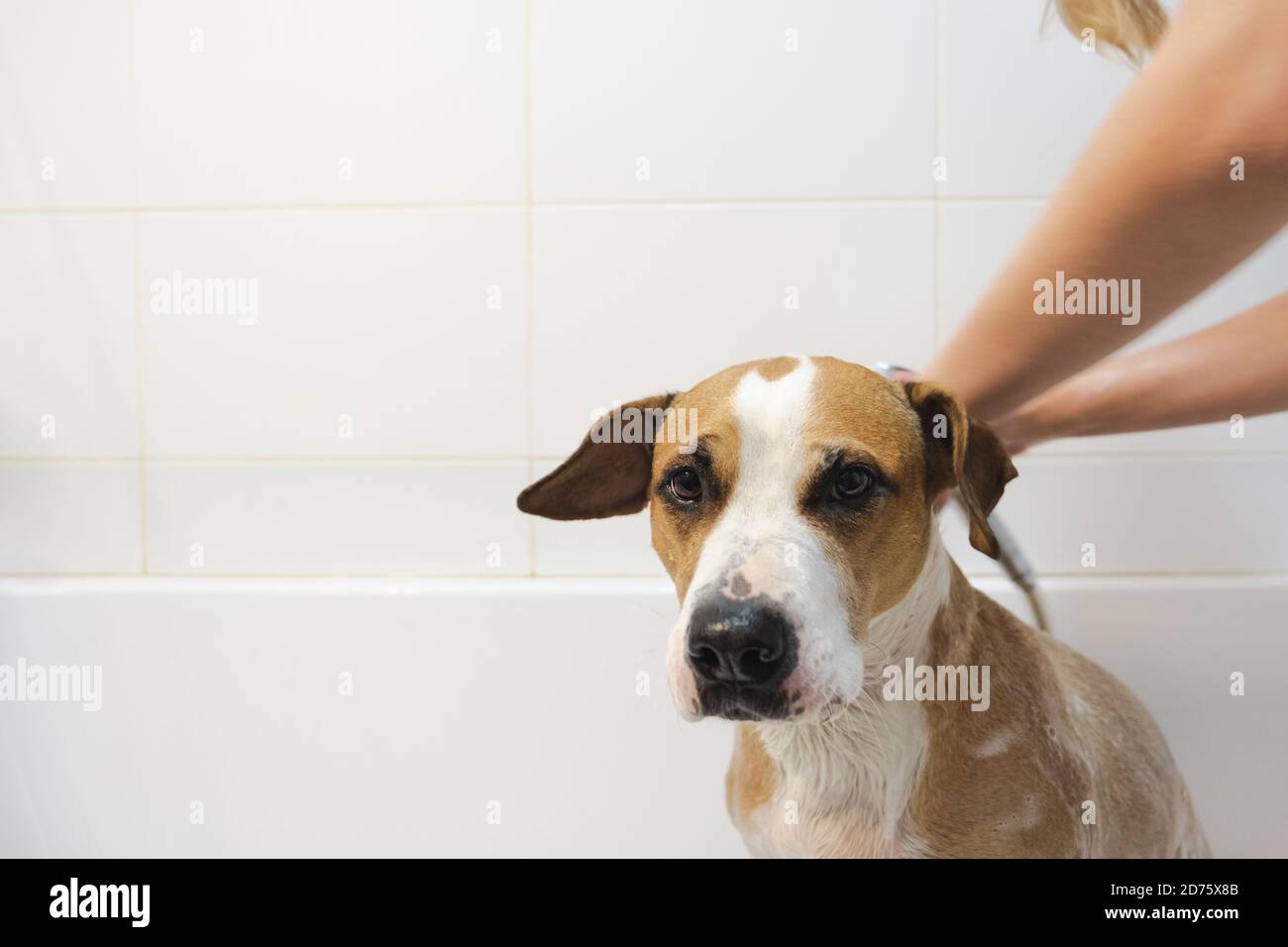 Reinigung des Hundes im Badezimmer. Die Pflege und Hygiene von Haustieren, menschliche Hände einseifen den Hund in der Badewanne Stockfoto