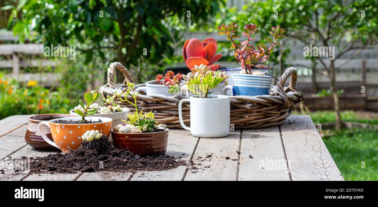 Sukkulenten und Zimmerpflanzen werden in wiederverwendbare Tassen, Tassen und Küche draußen auf Gartenbank, in sonnigen Garten Hintergrund eingetopft. Zero Waste Gartenarbeit Stockfoto