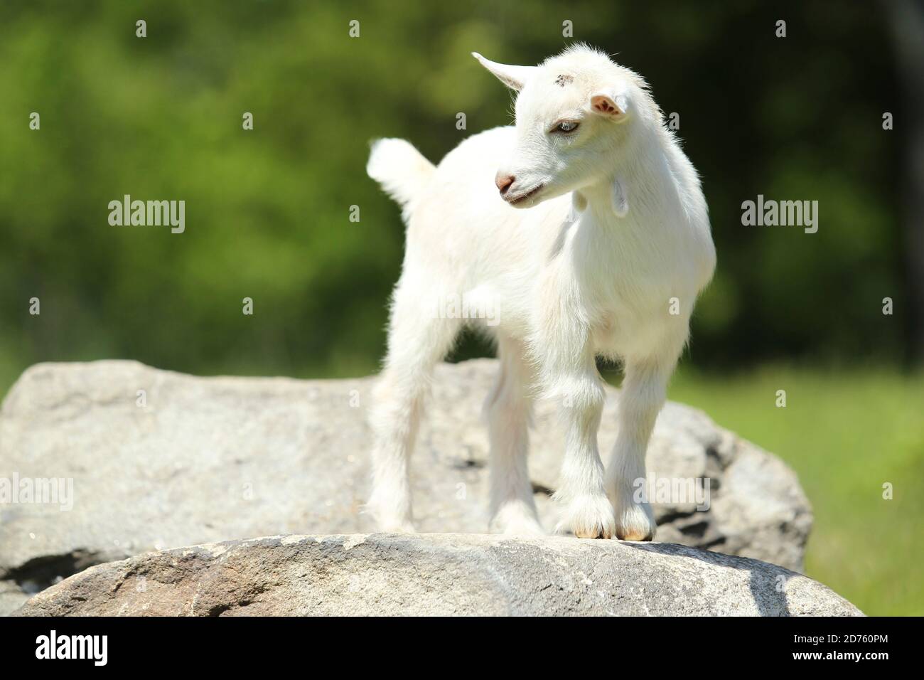 Schöne weiße Baby Ziege auf Farm, New England, USA Stockfoto