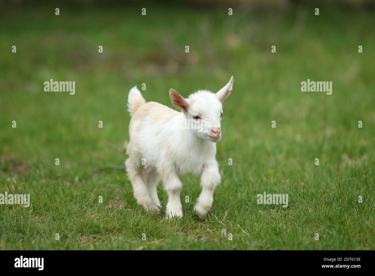 Schöne weiße Ziege läuft auf Gras, New England, USA Stockfoto
