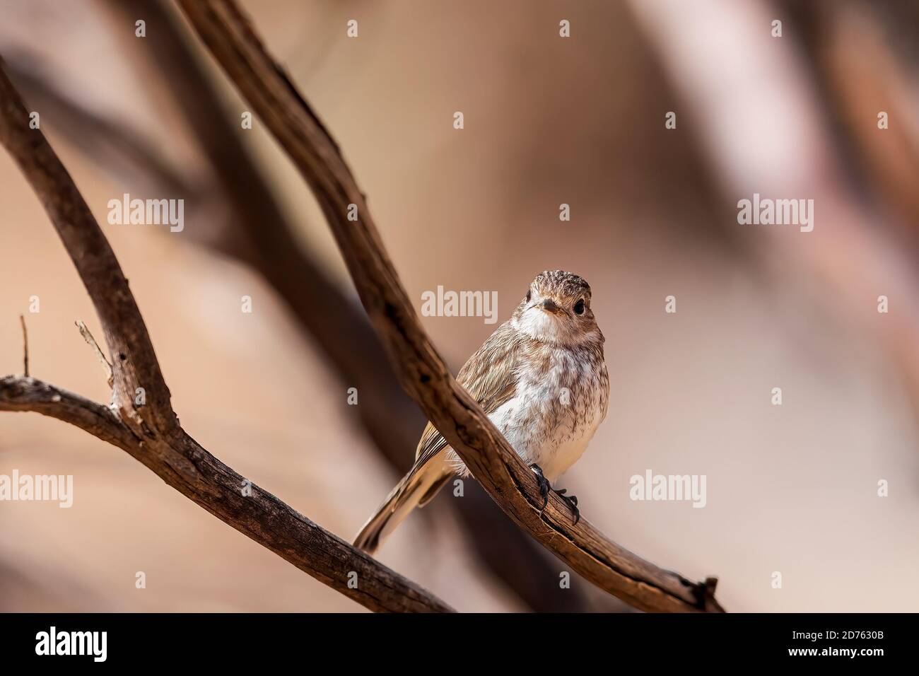 Jungtier Rotkehlchen (Petroica goodenovi). Stockfoto