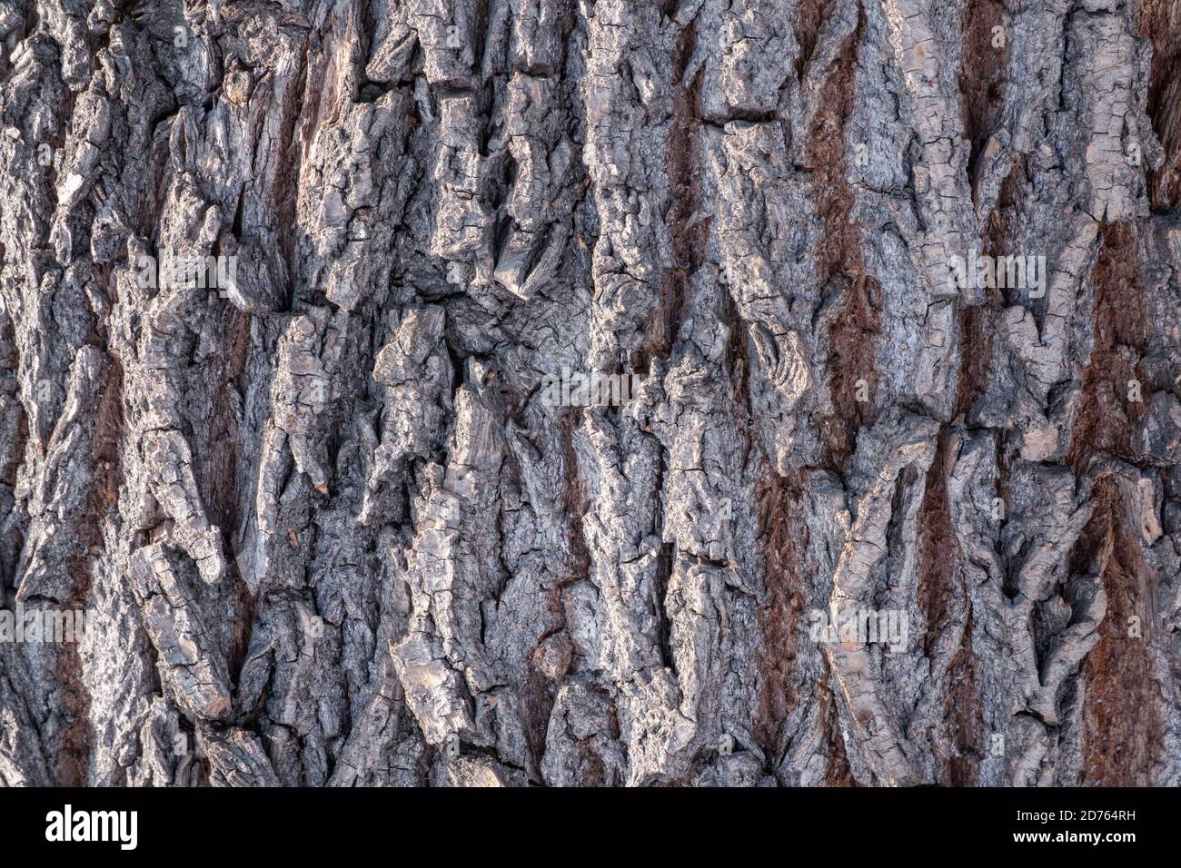 Korkeichenrinde Textur. Alte Baumrinde Textur. Natürlicher Hintergrund. Korkeiche, lat. Quercus suber Stockfoto