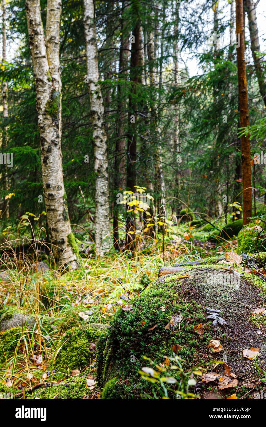 Moos und Bäume im Nationalpark Harz, Sachsen-Anhalt, Deutschland, Europa Stockfoto