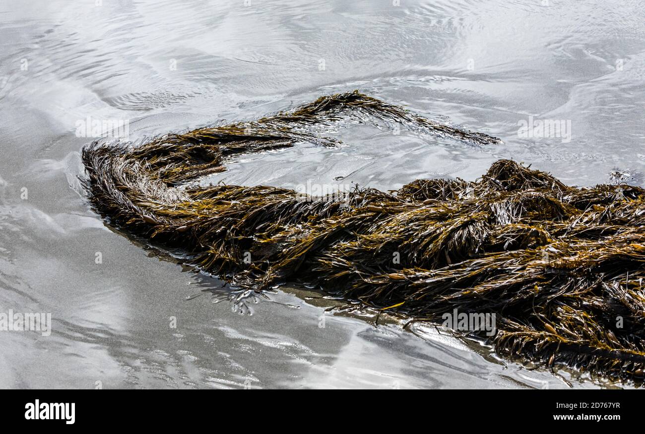 Seetang am 2. Strand, Olympic National Park und Küstenschutzgebiet, Washington USA. Stockfoto