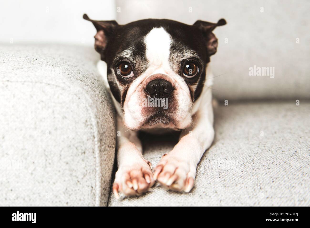 Bemitleidenswerte boston Terrier Hund auf dem Sofa zu Hause Stockfoto