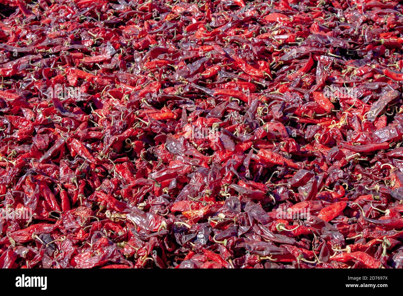 Hatch Valley rote chilischoten trocknen unter der Sonne, nachdem sie bei der Ernte der Chilischoten in Albuquerque, New Mexico, USA geerntet wurden Stockfoto