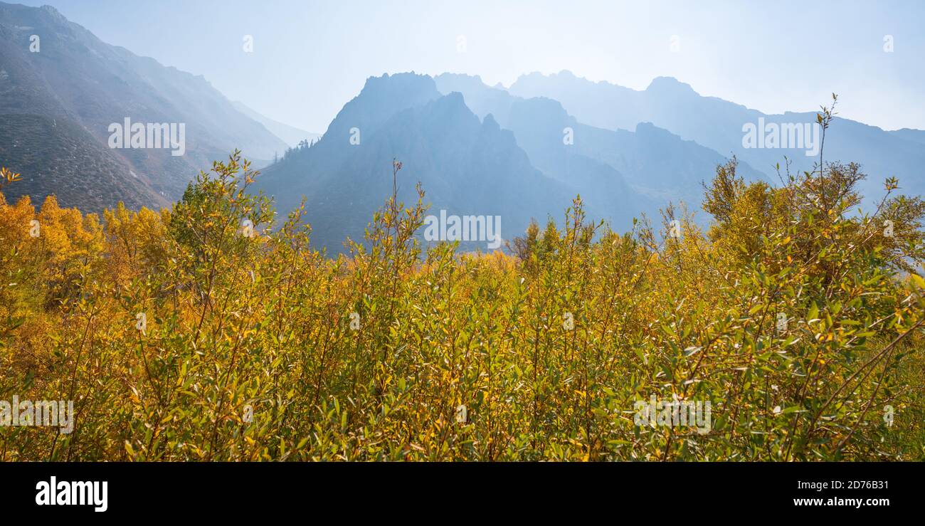 Herbst Farbe Mono County California Stockfoto