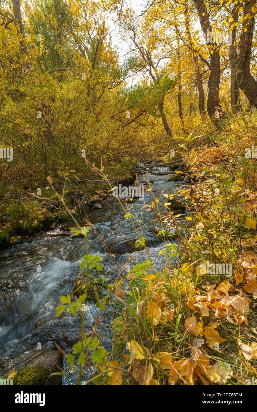 Herbst Farbe Mono County California Stockfoto
