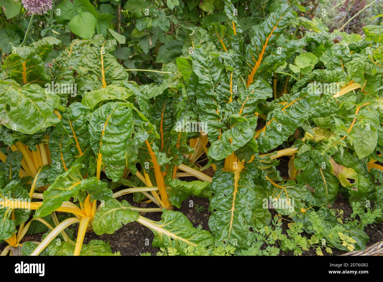 Leuchtend gelbe Stängel von selbst angebautem Bio-Mangold (Beta vulgaris subsp. Vulgaris), der auf einer Zuteilung in einem Gemüsegarten in Rural Devon wächst Stockfoto