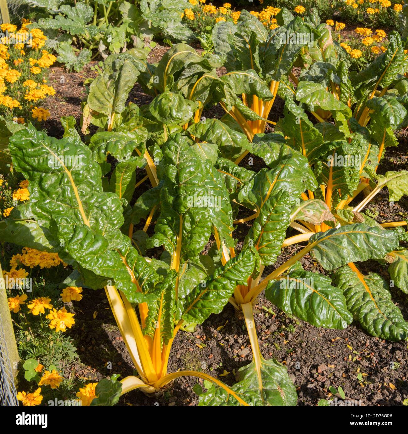 Leuchtend gelbe Stängel von selbst angebautem Bio-Mangold (Beta vulgaris subsp. Vulgaris), der auf einer Zuteilung in einem Gemüsegarten in Rural Devon wächst Stockfoto