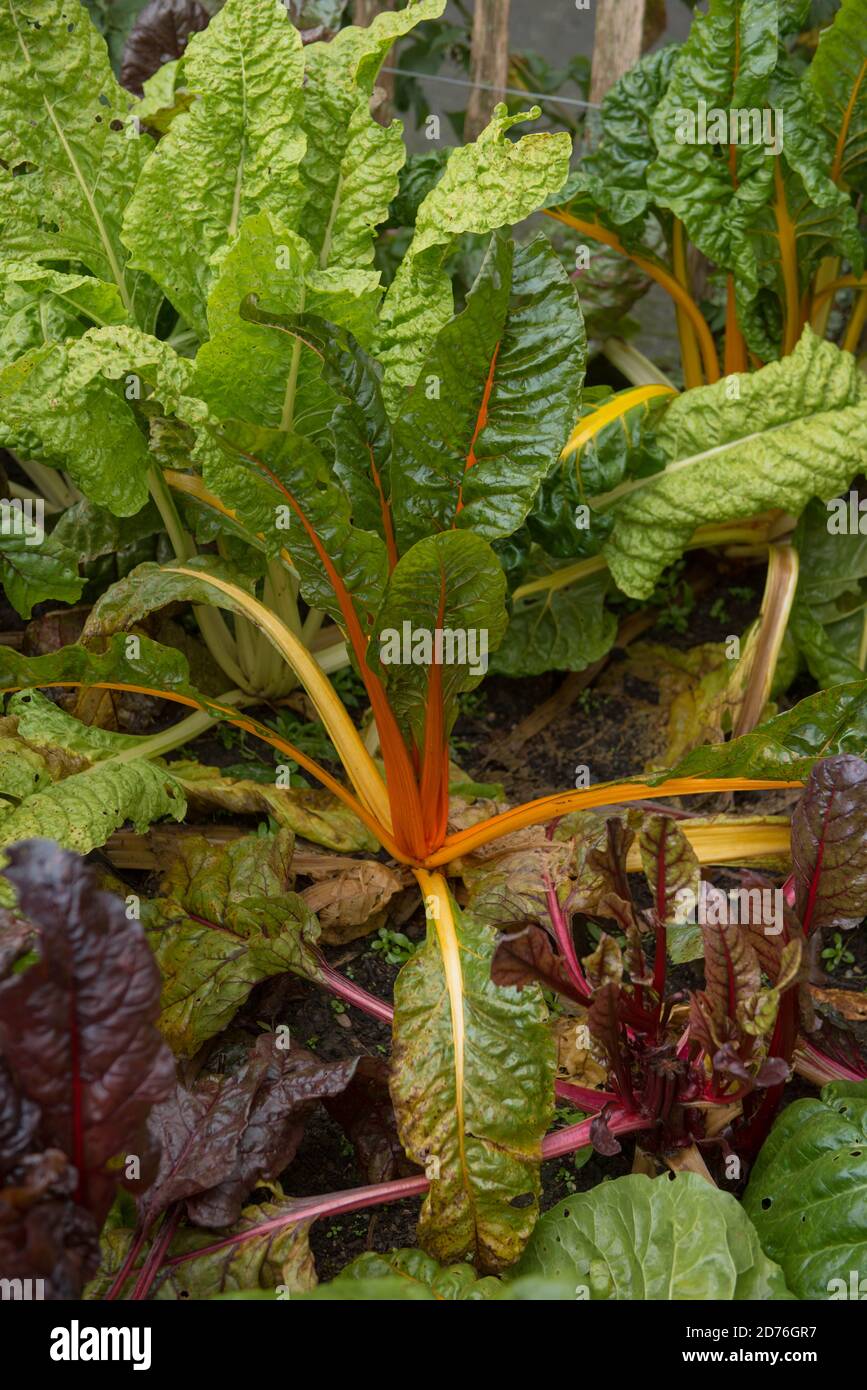 Helle Stängel von selbst angebautem Bio-Mangold 'Five Color Silverbeet' (Beta vulgaris subsp. Vulgaris), der auf einer Zuteilung in einem Gemüsegarten wächst Stockfoto
