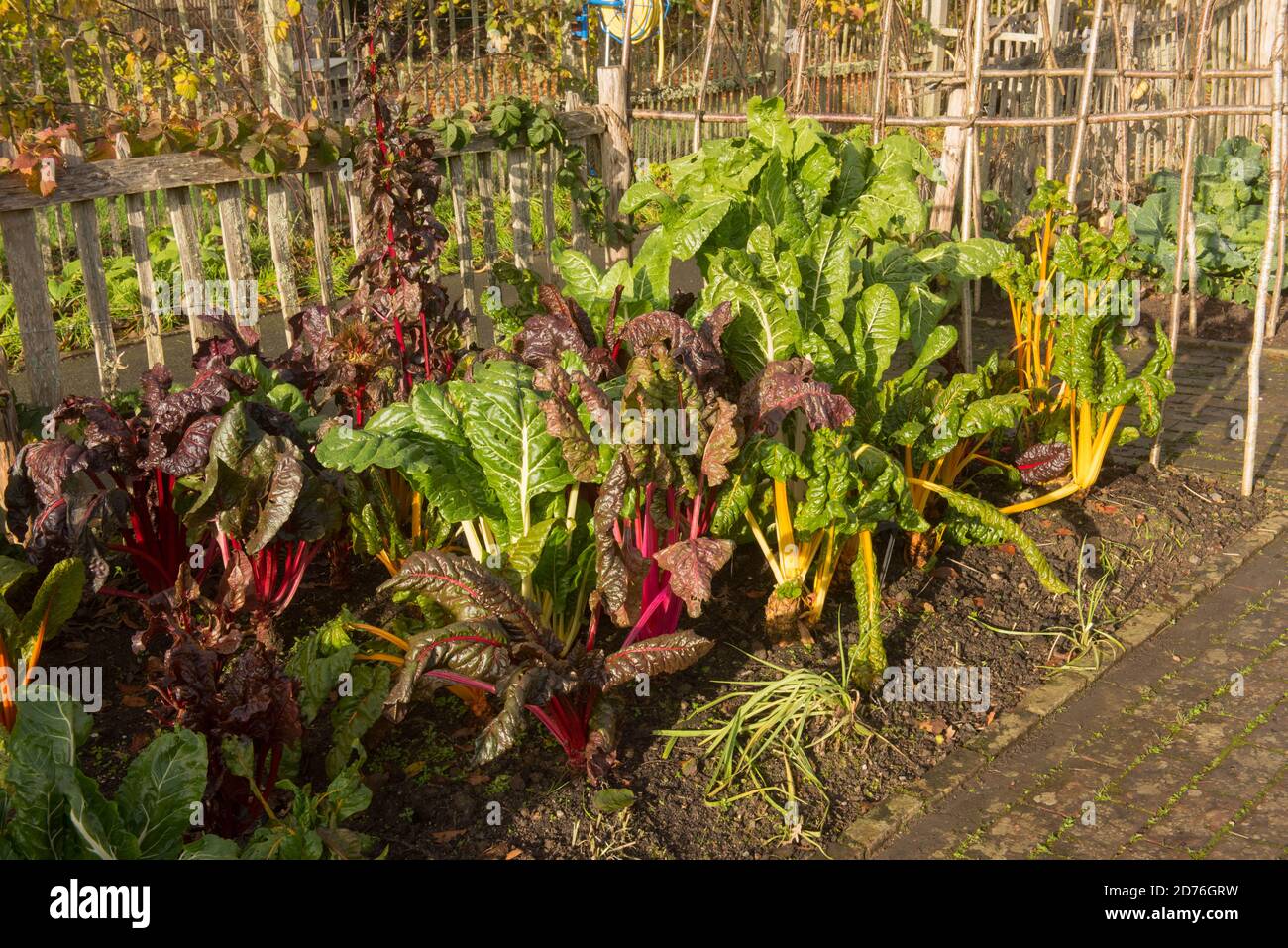 Helle Stängel von selbst angebautem Bio-Mangold 'Five Color Silverbeet' (Beta vulgaris subsp. Vulgaris), der auf einer Zuteilung in einem Gemüsegarten wächst Stockfoto