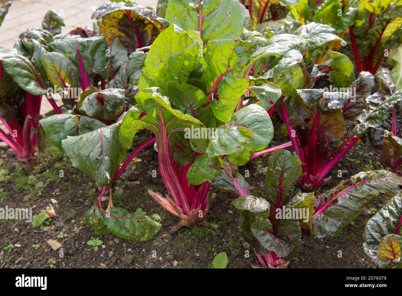 Leuchtend gefärbte Stängel von Home Grown Organic Swiss Chard 'Pink Passion' (Beta vulgaris subsp. Vulgaris), der auf einer Zuteilung in einem Gemüsegarten wächst Stockfoto