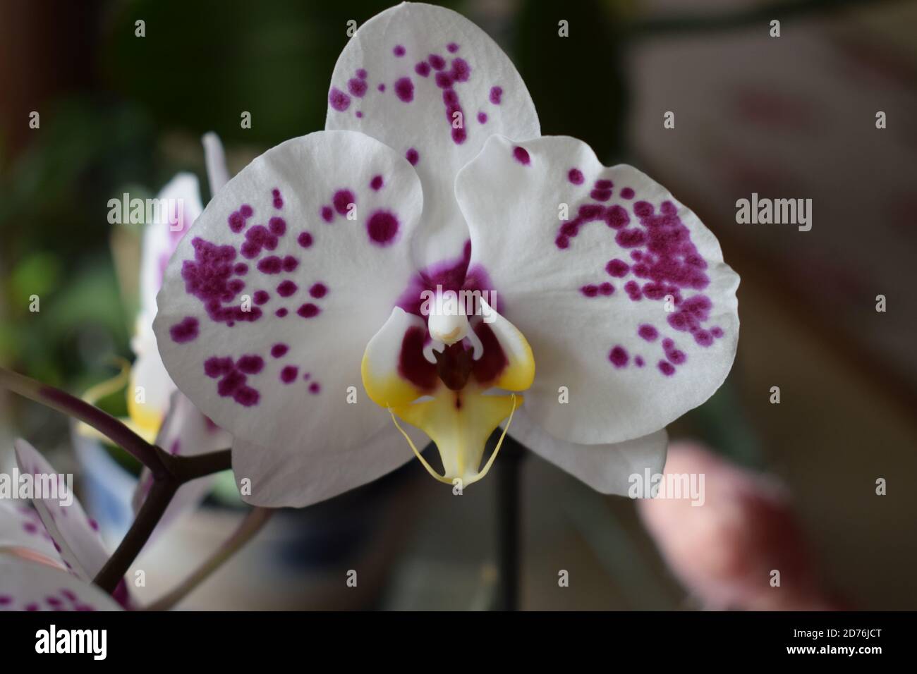 Weie Orchidee mit rosa Punkten Stockfotografie - Alamy