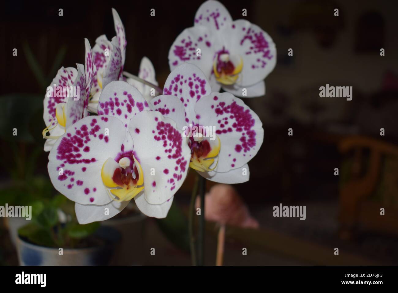 Weie Orchidee mit rosa Punkten Stockfotografie - Alamy