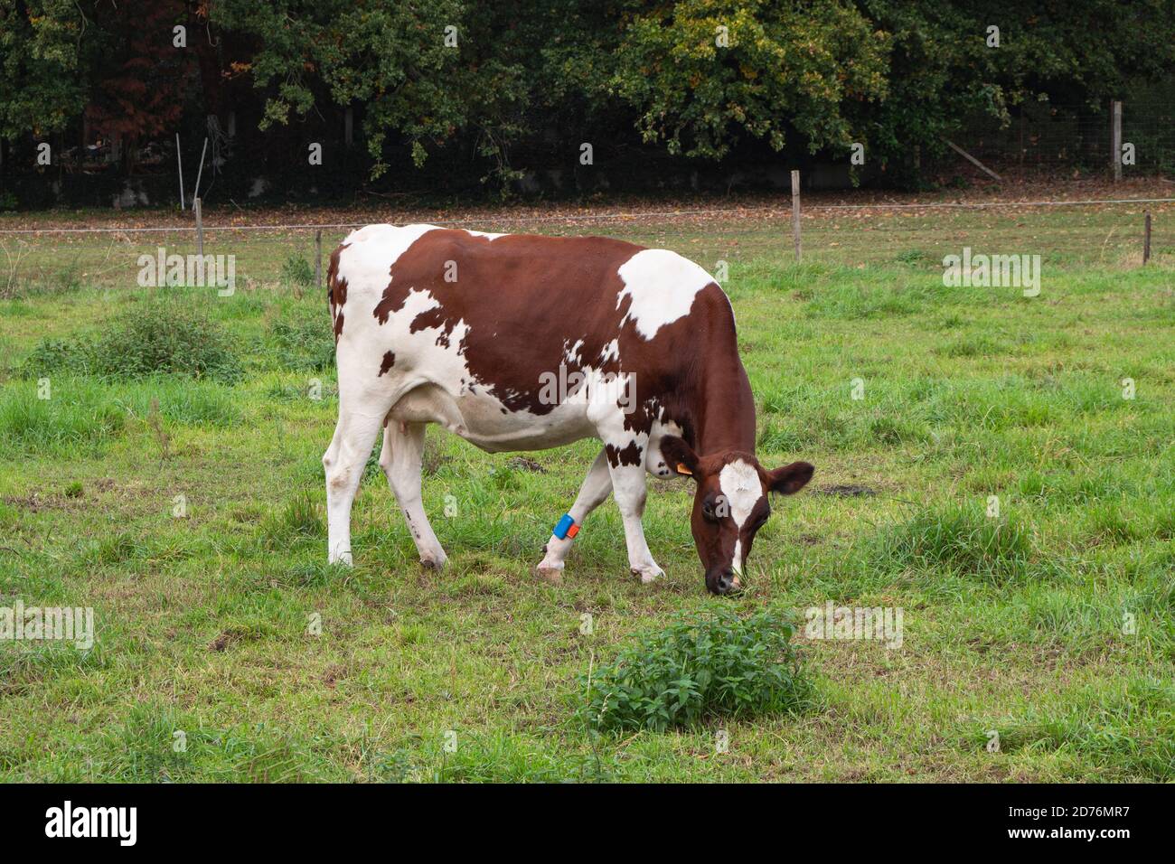 Braun-weiße Kuh mit GPS-Tracker auf ihr Bein Stockfoto