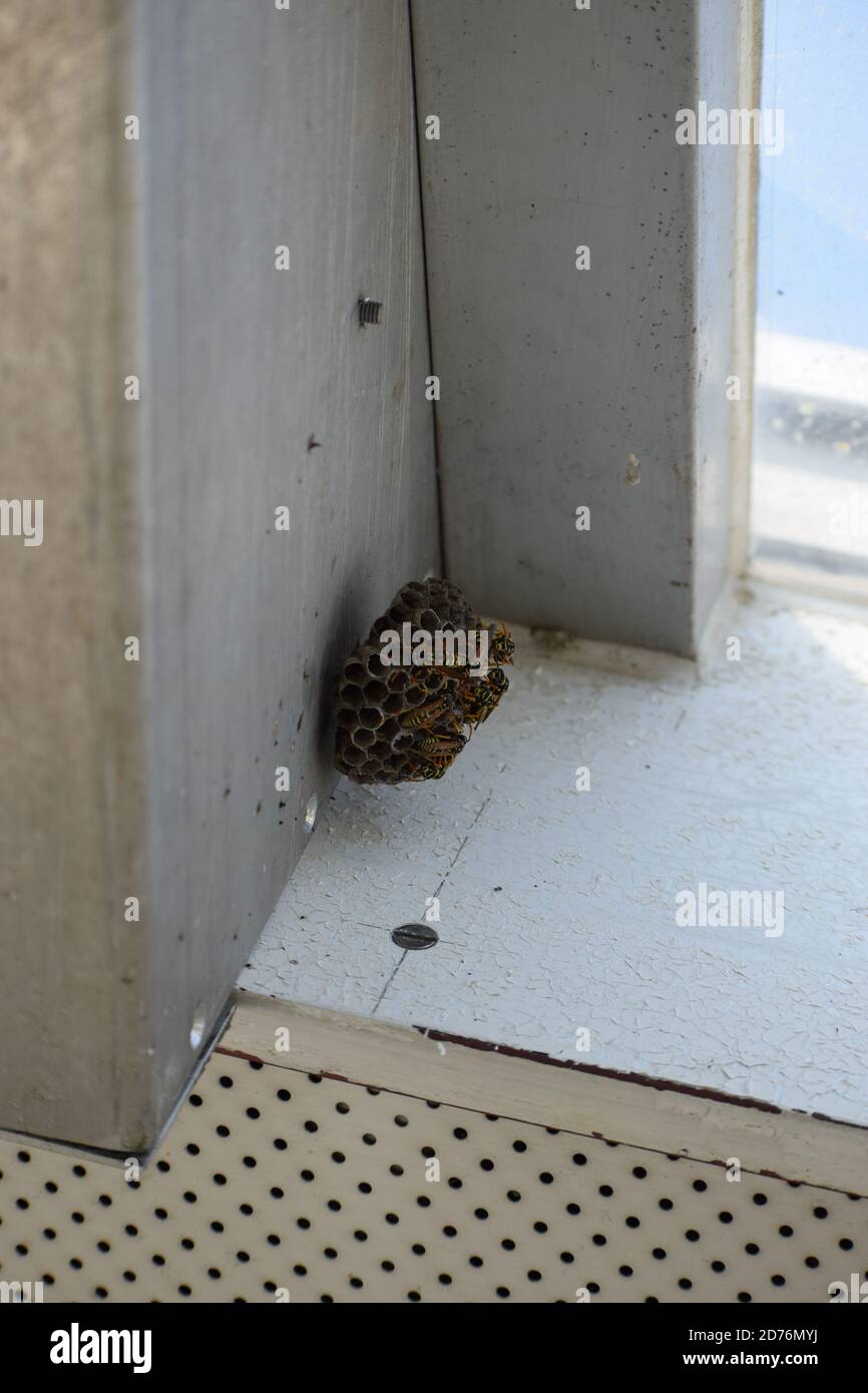 Kleine Wespennest hängt an nur einer Schraube Stockfoto