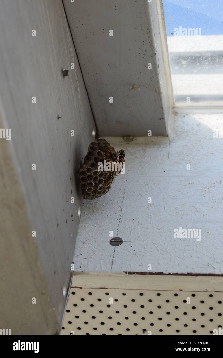 Kleine Wespennest hängt an nur einer Schraube Stockfoto