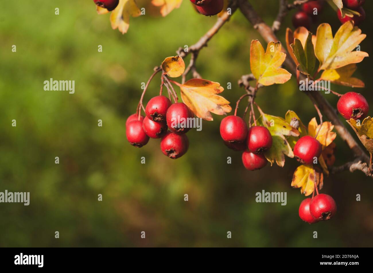 Rote Hagebutte von Crataegus monogyna, bekannt als Weißdorn oder Single-Seeded Weißdorn Stockfoto