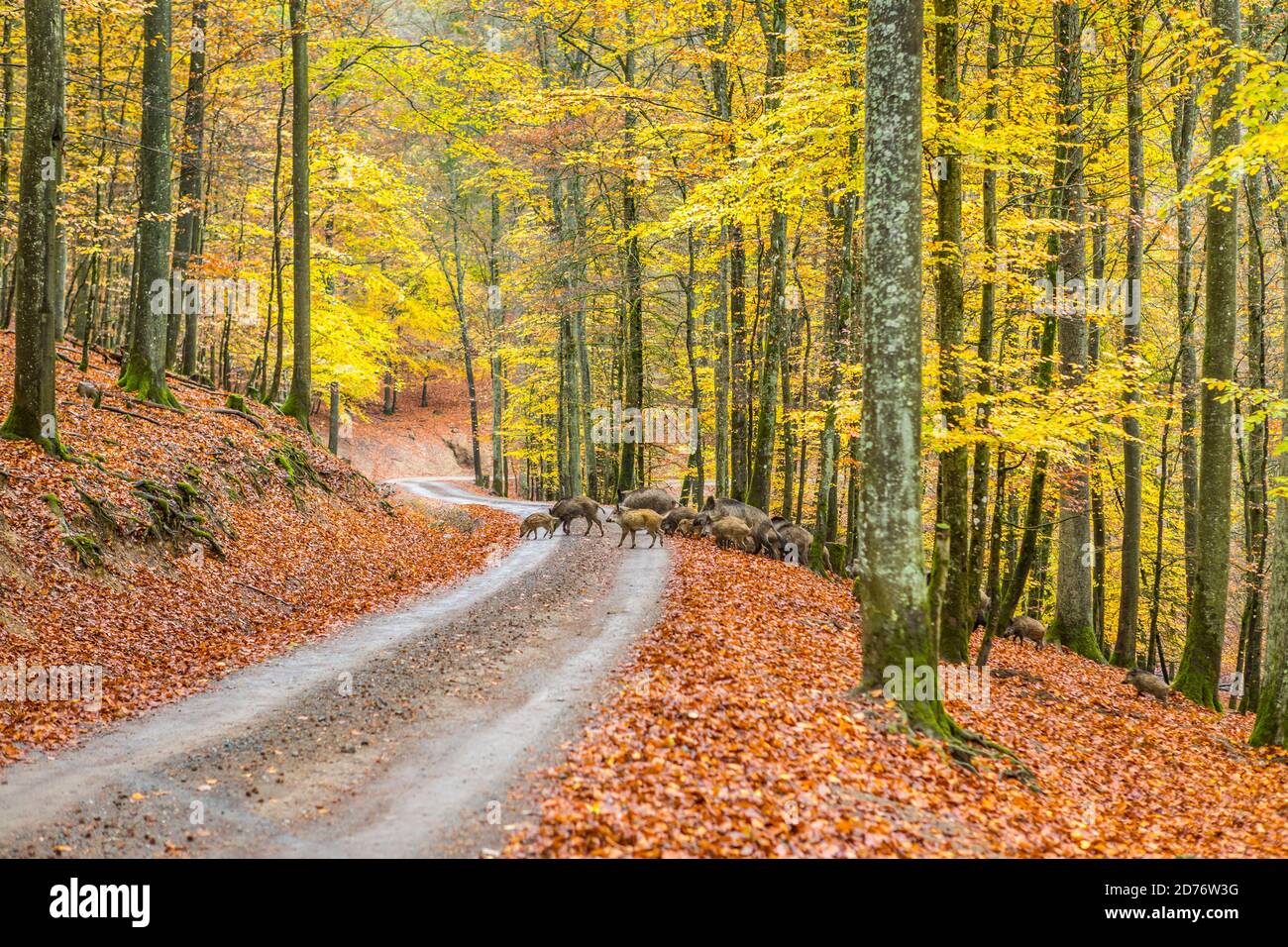 Wildschweinherde überqueren Landstraße im Wald, Deutschland Stockfoto