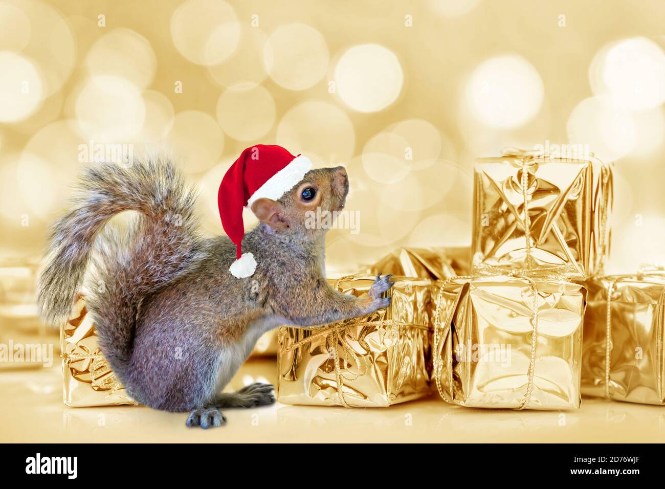 Weihnachtshörnchen mit Weihnachtsmann Hut und goldenen Geschenken, Bokeh Lichter Hintergrund Stockfoto