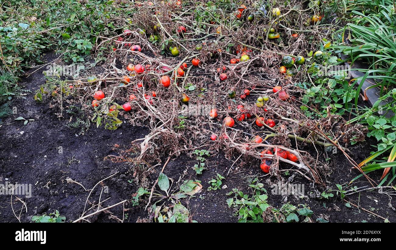 Grüne und rote Tomaten auf dem Boden, Ernte Stockfoto