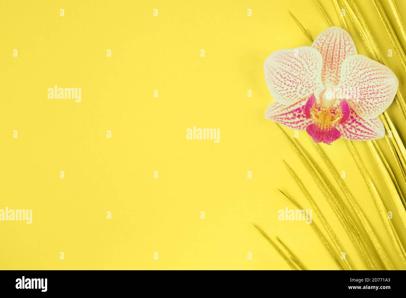goldenes Palmenblatt und Orchideenblume auf gelbem Hintergrund Stockfoto