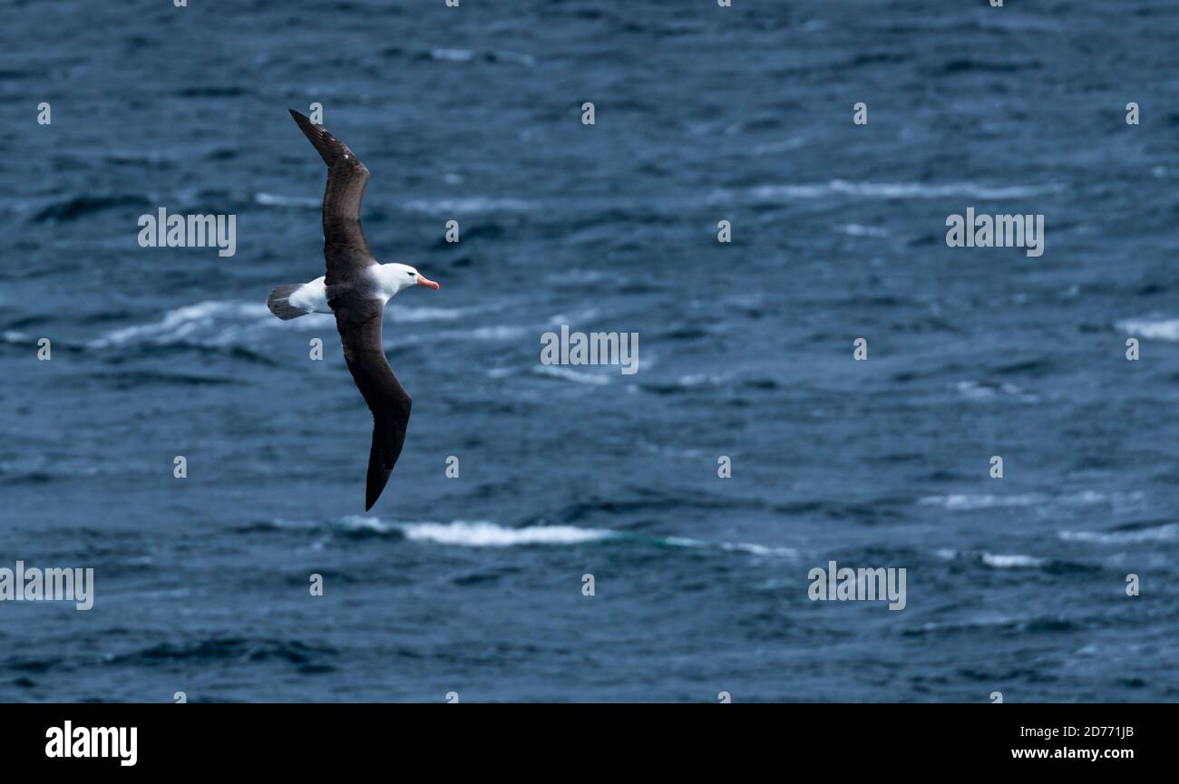 Beagle-Kanal, Magallanes und chilenische Antarktis-Region, Chile, Südamerika, Amerika Stockfoto