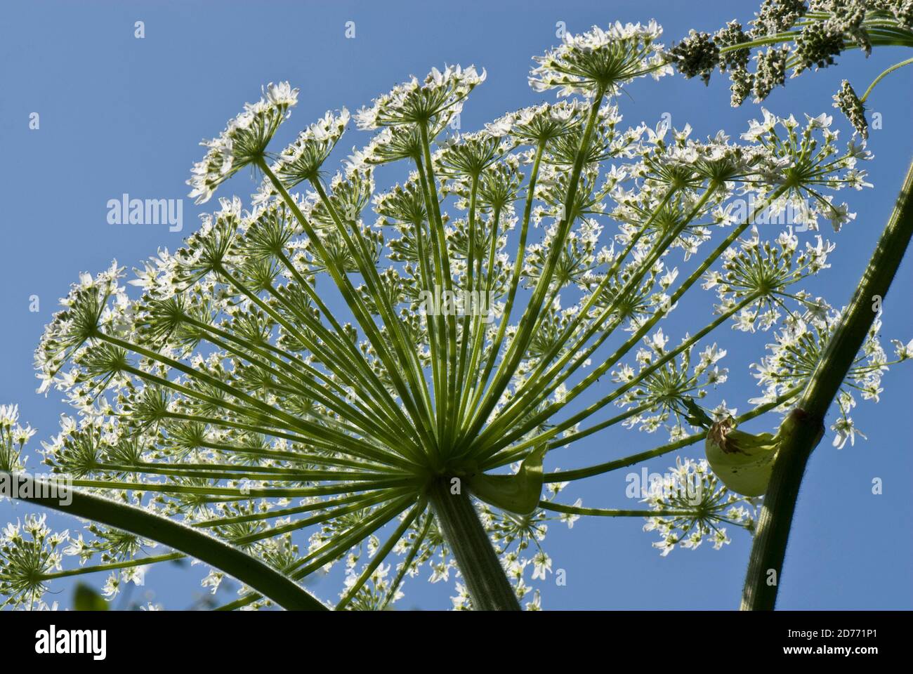 Dolden von Blumen von giftigen und meldepflichtigen Pflanze Riesengirschen (Heracleum mantegazzianum) gegen blauen Himmel, Devon Stockfoto