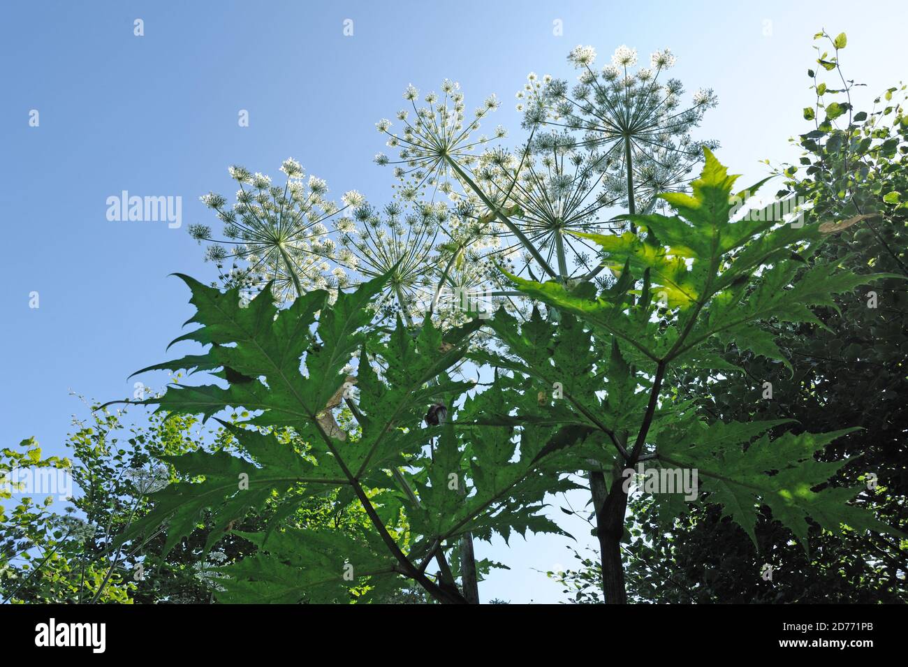 Dolden von Blumen von giftigen und meldepflichtigen Pflanze Riesengirschen (Heracleum mantegazzianum) gegen blauen Himmel, Devon Stockfoto