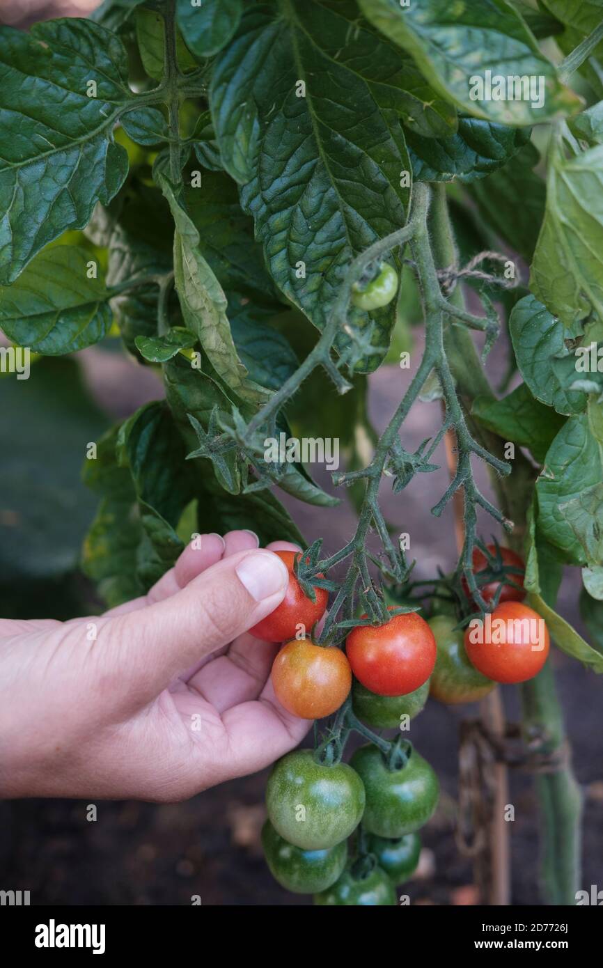 Ernte reife Tomaten aus Tomatenpflanze Stockfoto