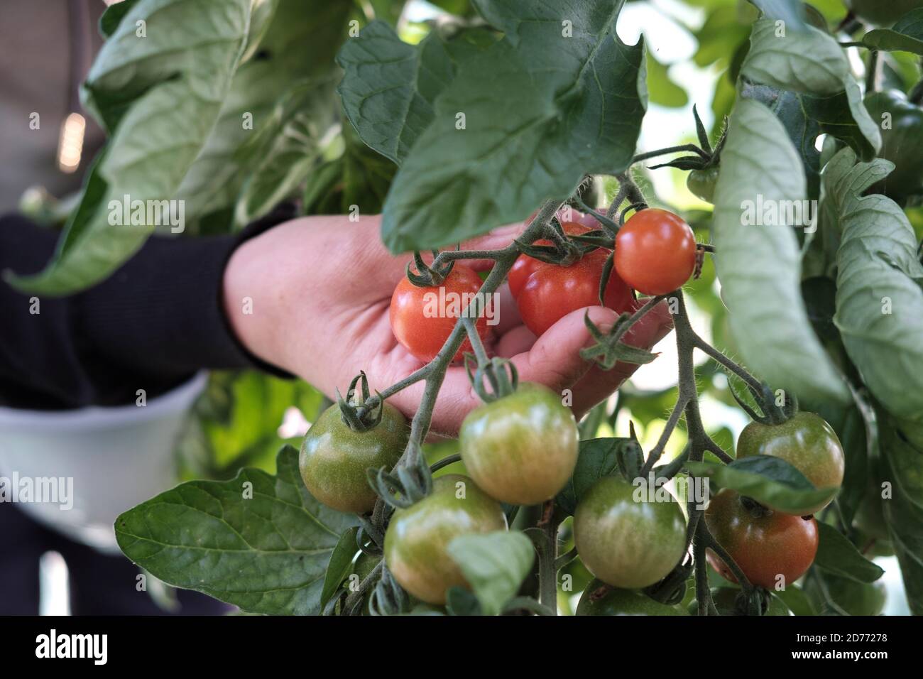 Ernte reife Tomaten aus Tomatenpflanze Stockfoto