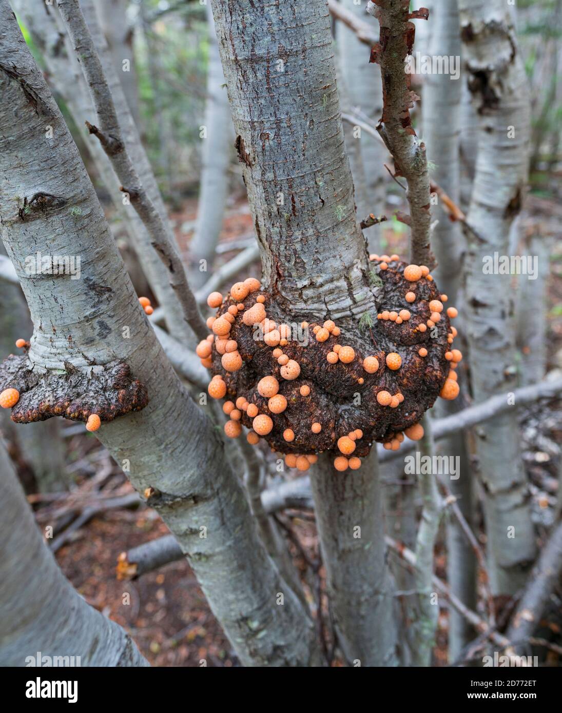 Pilz, Cittaria darwinii, Yamana Brot, Lenga Baum, Nothofagus pumilio, Wulaia Bay, Navarino Island, Murray Channel, Beagle Channel, Feuerland Stockfoto