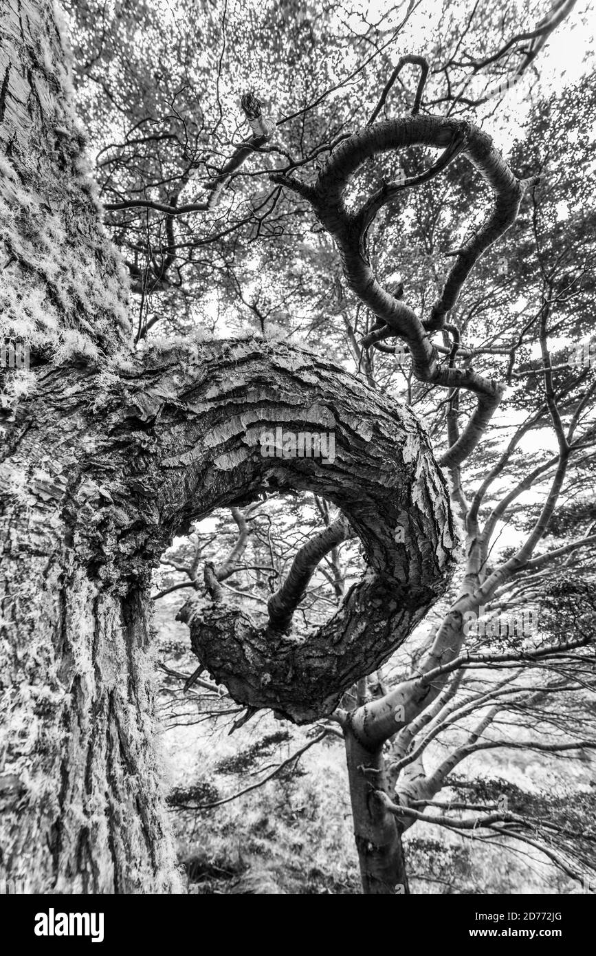 Lenga Baum, Nothofagus pumilio, Wulaia Bay, Navarino Insel, Murray Channel, Beagle Channel, Tierra del Fuego Archipel, Magallanes und chilenische Anta Stockfoto