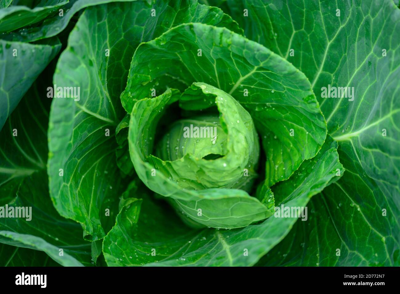 Lose Blatt Frühlingskohl , Brassica Stockfoto