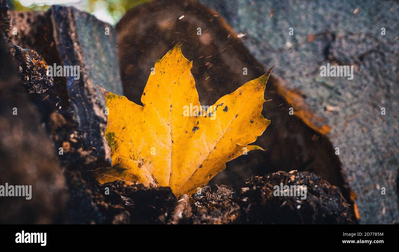 Makrobild eines gelben Herbstblattes auf dem Boden Stockfoto