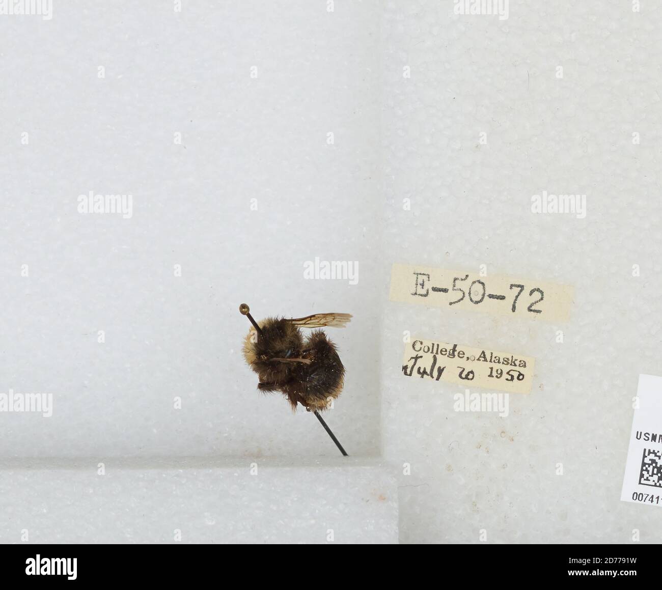 College (Teil von Fairbanks Metropolitan Area), Fairbanks North Star, Alaska, USA, Bombus (Bombus) occidentalis Greene, Animalia, Arthropoda, Insecta, Hymenoptera, Apidae, Apinae Stockfoto
