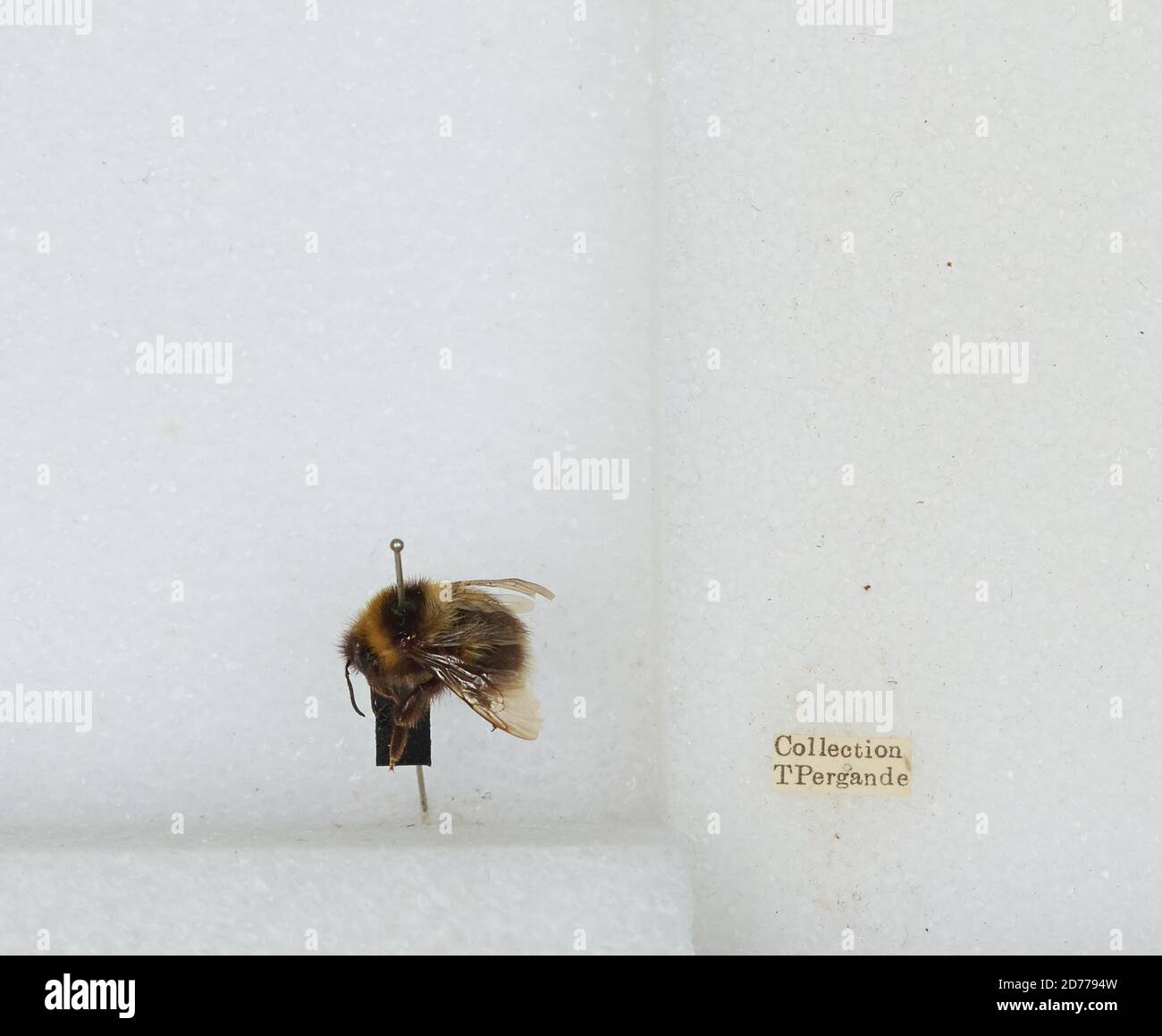 Bombus (Pyrobombus) jonellus (Kirby), Animalia, Arthropoda, Insecta, Hymenoptera, Apidae, Apinae Stockfoto
