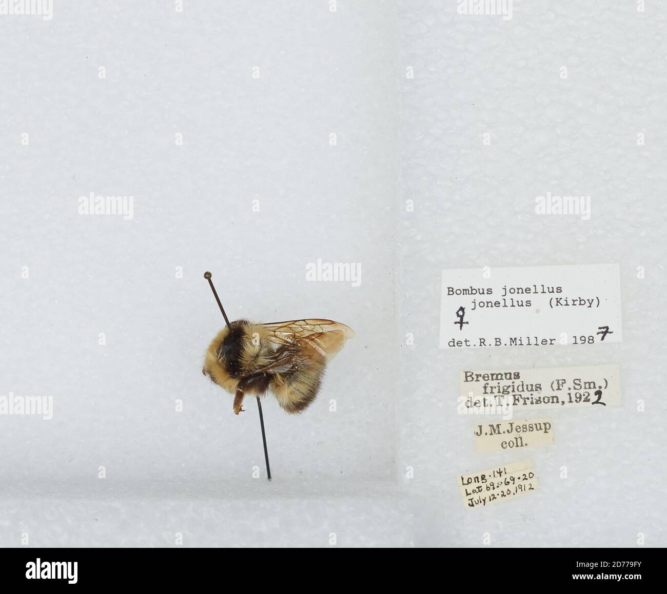 Bombus (Pyrobombus) jonellus (Kirby), Animalia, Arthropoda, Insecta, Hymenoptera, Apidae, Apinae Stockfoto