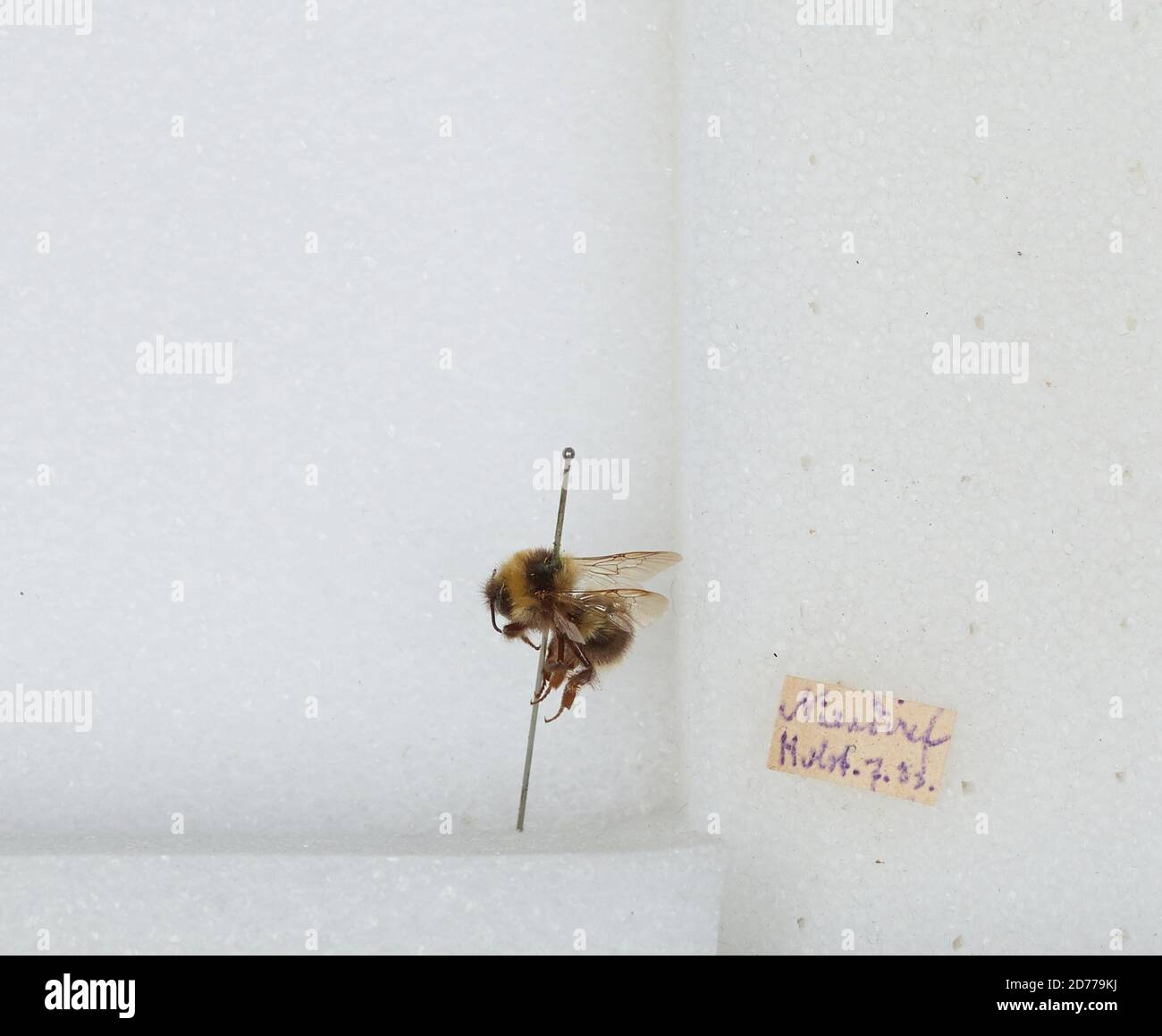 Niendorf, Bombus (Pyrobombus) jonellus (Kirby), Animalia, Arthropoda, Insecta, Hymenoptera, Apidae, Apinae Stockfoto