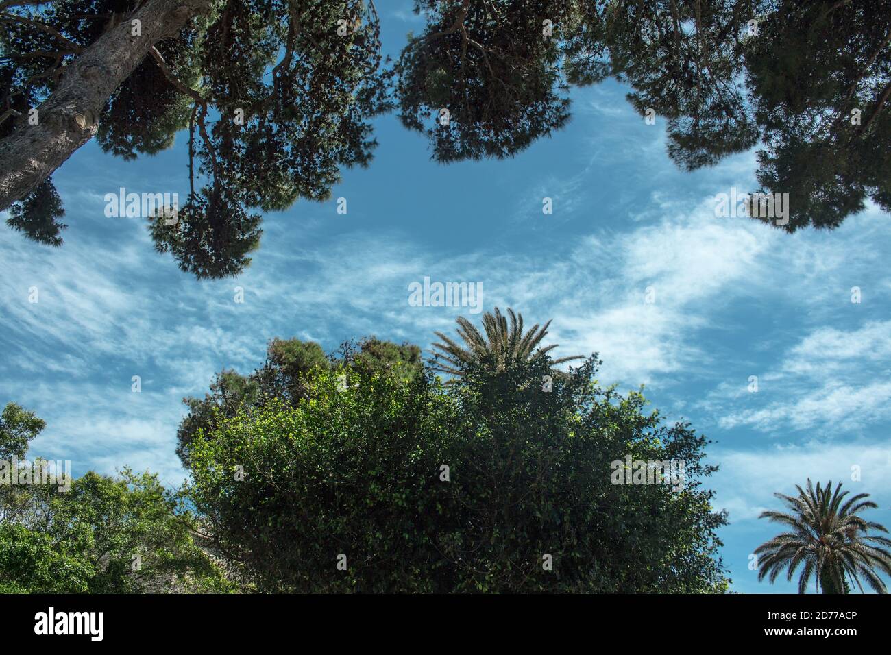 Rahmung von unten des dicken Haares der heimischen Kiefern und Palmen mit einem Fleck Himmel mit Wolken gesprenkelt Stockfoto