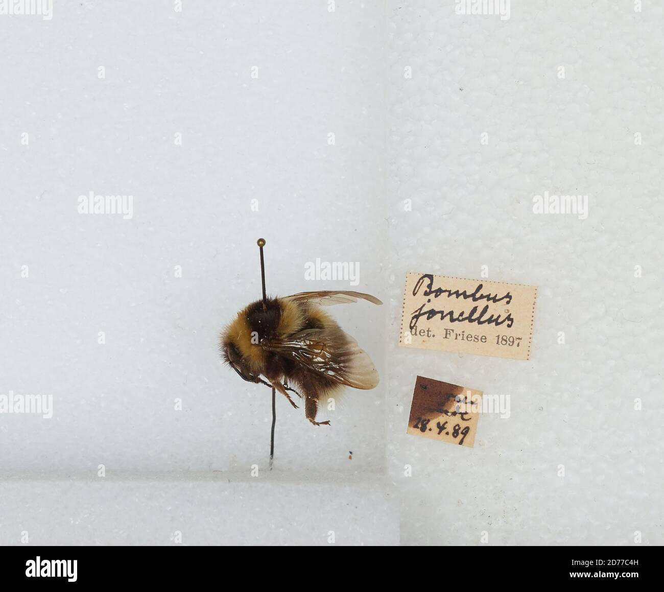 Bombus (Pyrobombus) jonellus (Kirby), Animalia, Arthropoda, Insecta, Hymenoptera, Apidae, Apinae Stockfoto